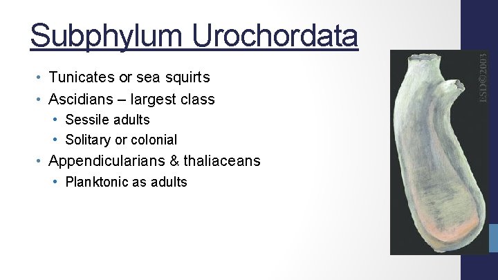 Subphylum Urochordata • Tunicates or sea squirts • Ascidians – largest class • Sessile