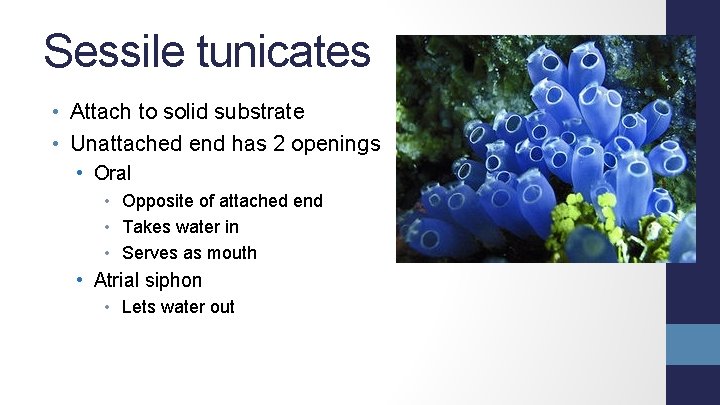 Sessile tunicates • Attach to solid substrate • Unattached end has 2 openings •