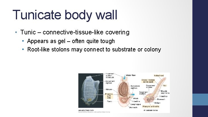 Tunicate body wall • Tunic – connective-tissue-like covering • Appears as gel – often