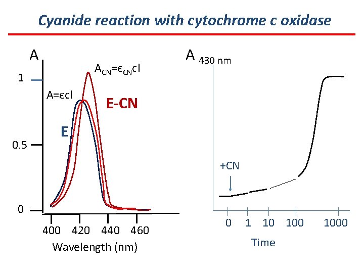 Cyanide reaction with cytochrome c oxidase A ACN=εCNcl 1 A=εcl 0. 5 A 430