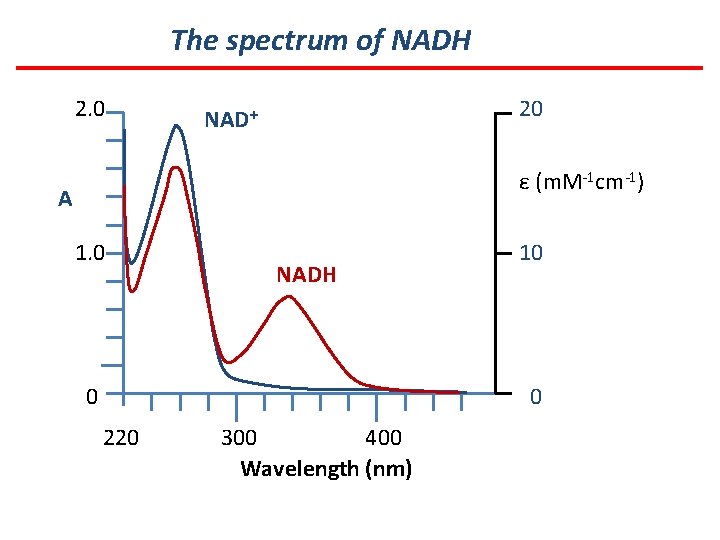 The spectrum of NADH 2. 0 20 NAD+ ε (m. M-1 cm-1) A 1.