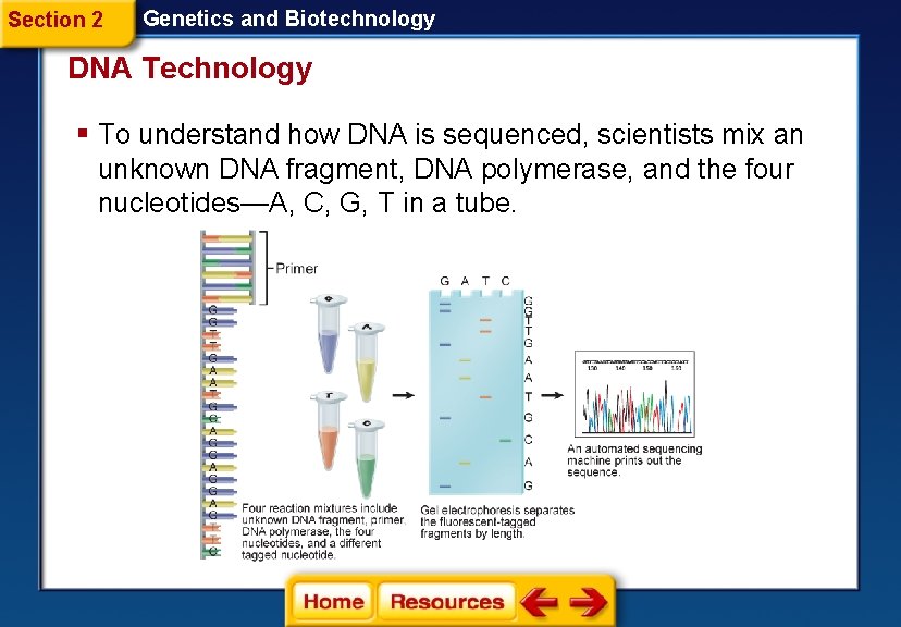 Section 2 Genetics and Biotechnology DNA Technology § To understand how DNA is sequenced,