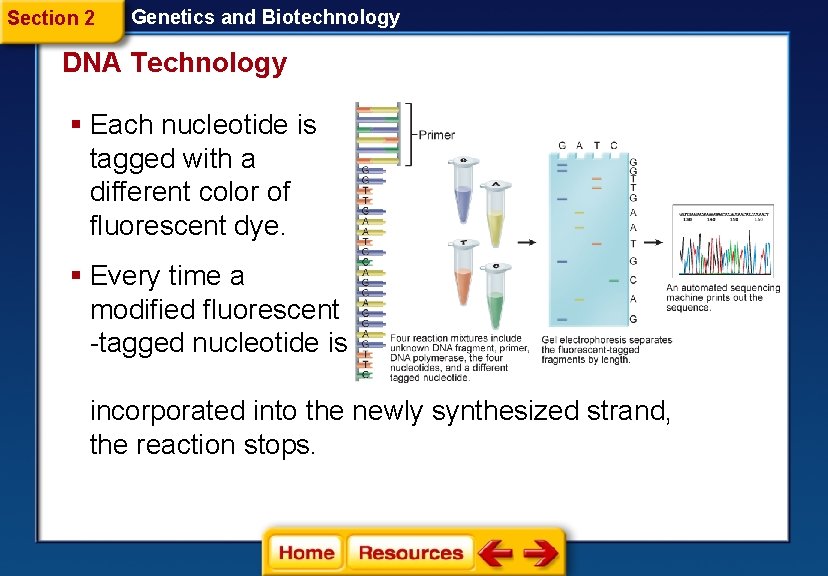Section 2 Genetics and Biotechnology DNA Technology § Each nucleotide is tagged with a