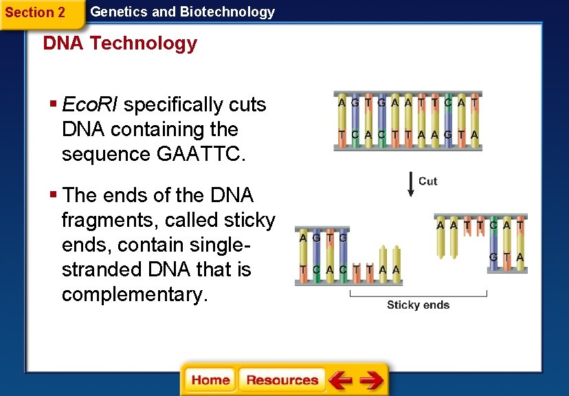 Section 2 Genetics and Biotechnology DNA Technology § Eco. RI specifically cuts DNA containing