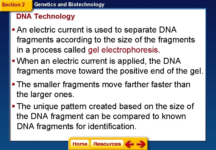 Section 2 Genetics and Biotechnology DNA Technology § An electric current is used to