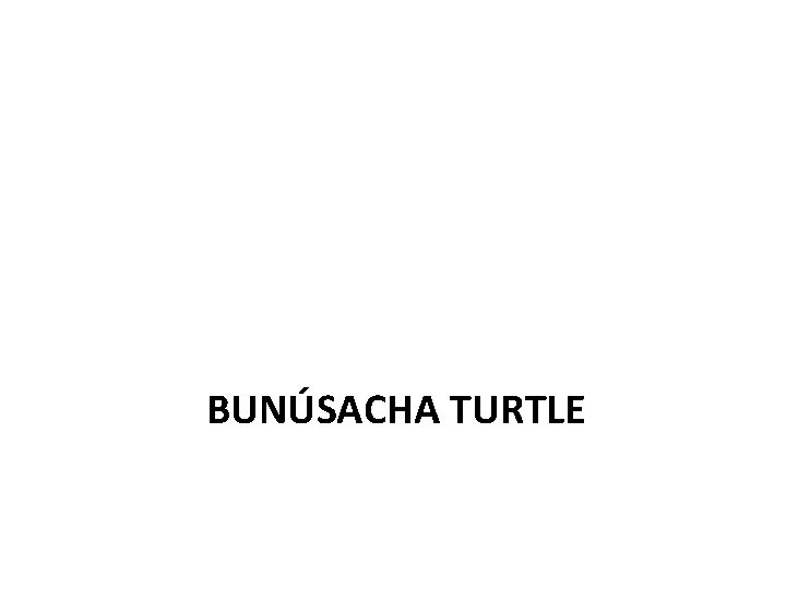 BUNÚSACHA TURTLE 