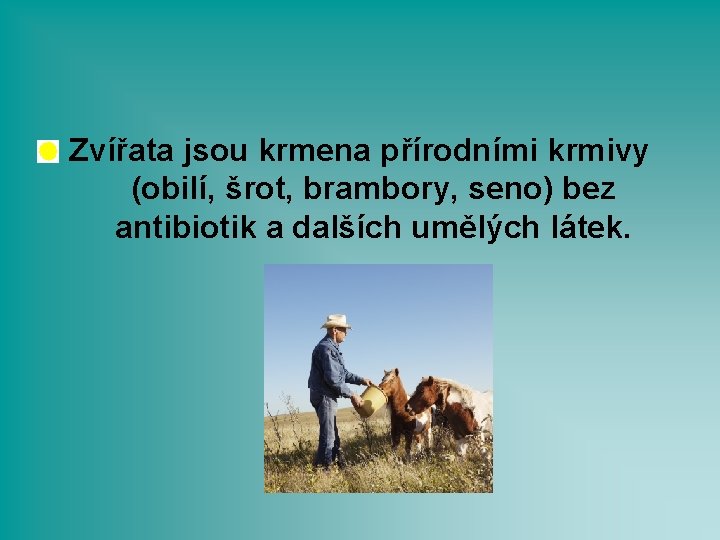 Zvířata jsou krmena přírodními krmivy (obilí, šrot, brambory, seno) bez antibiotik a dalších umělých