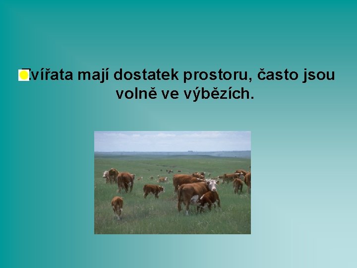 Zvířata mají dostatek prostoru, často jsou volně ve výbězích. 