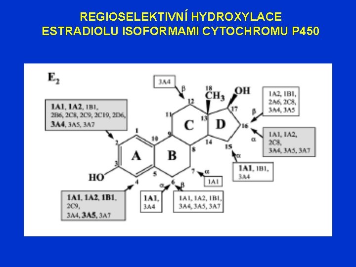 REGIOSELEKTIVNÍ HYDROXYLACE ESTRADIOLU ISOFORMAMI CYTOCHROMU P 450 