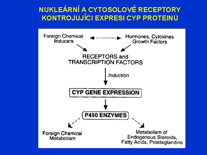 NUKLEÁRNÍ A CYTOSOLOVÉ RECEPTORY KONTROJUJÍCI EXPRESI CYP PROTEINŮ 