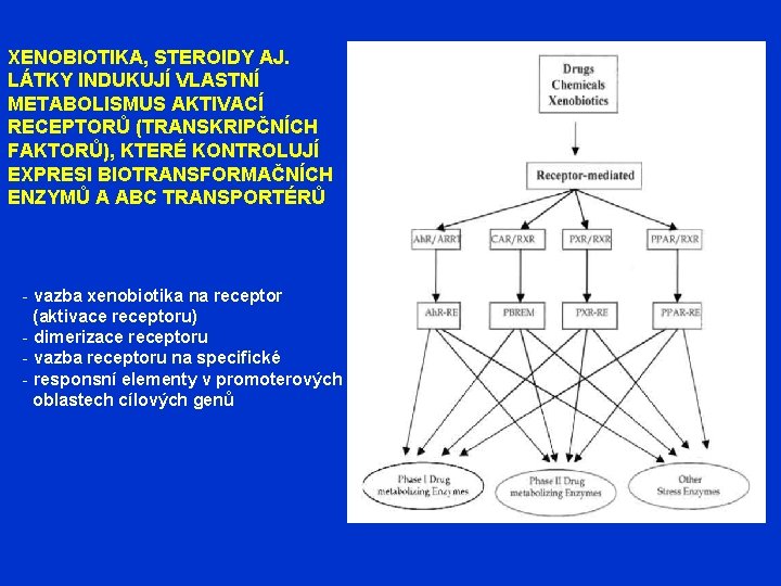 XENOBIOTIKA, STEROIDY AJ. LÁTKY INDUKUJÍ VLASTNÍ METABOLISMUS AKTIVACÍ RECEPTORŮ (TRANSKRIPČNÍCH FAKTORŮ), KTERÉ KONTROLUJÍ EXPRESI