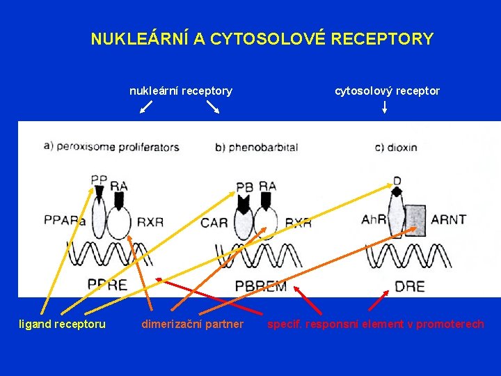 NUKLEÁRNÍ A CYTOSOLOVÉ RECEPTORY nukleární receptory ligand receptoru dimerizační partner cytosolový receptor specif. responsní