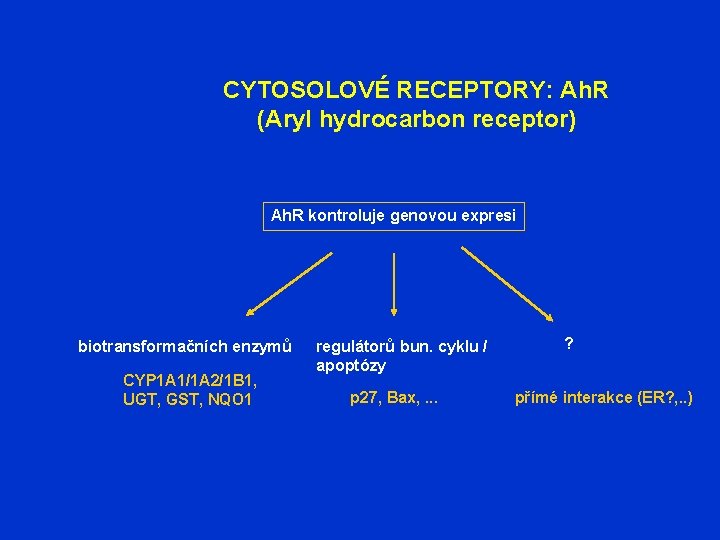 CYTOSOLOVÉ RECEPTORY: Ah. R (Aryl hydrocarbon receptor) Ah. R kontroluje genovou expresi biotransformačních enzymů