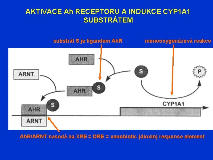 AKTIVACE Ah RECEPTORU A INDUKCE CYP 1 A 1 SUBSTRÁTEM substrát S je ligandem