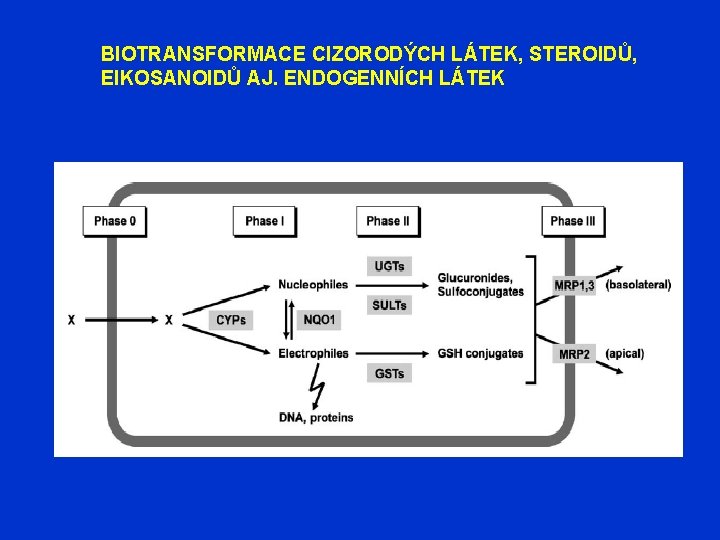 BIOTRANSFORMACE CIZORODÝCH LÁTEK, STEROIDŮ, EIKOSANOIDŮ AJ. ENDOGENNÍCH LÁTEK 