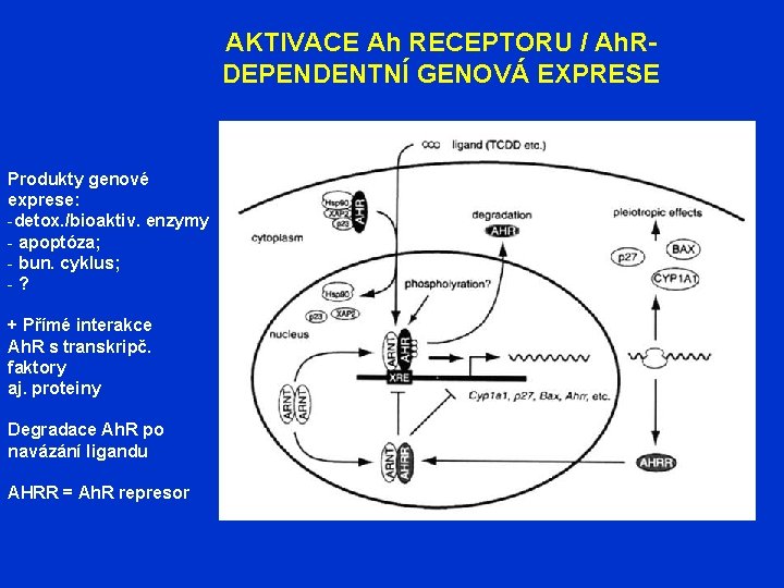 AKTIVACE Ah RECEPTORU / Ah. RDEPENDENTNÍ GENOVÁ EXPRESE Produkty genové exprese: -detox. /bioaktiv. enzymy