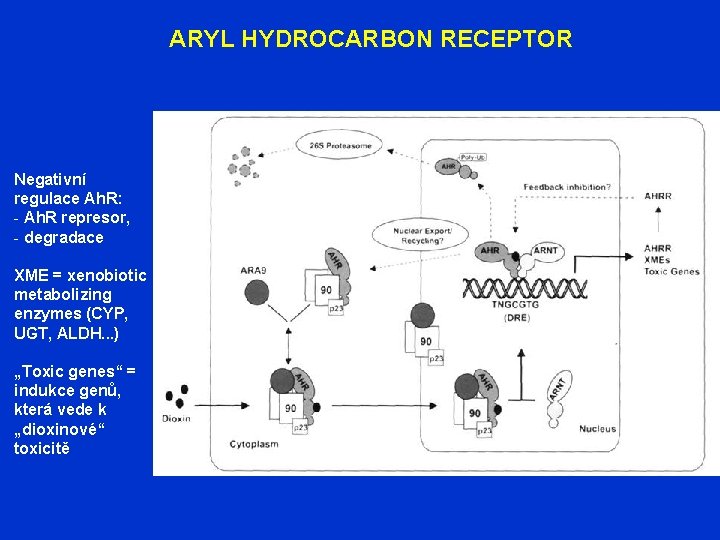 ARYL HYDROCARBON RECEPTOR Negativní regulace Ah. R: - Ah. R represor, - degradace XME