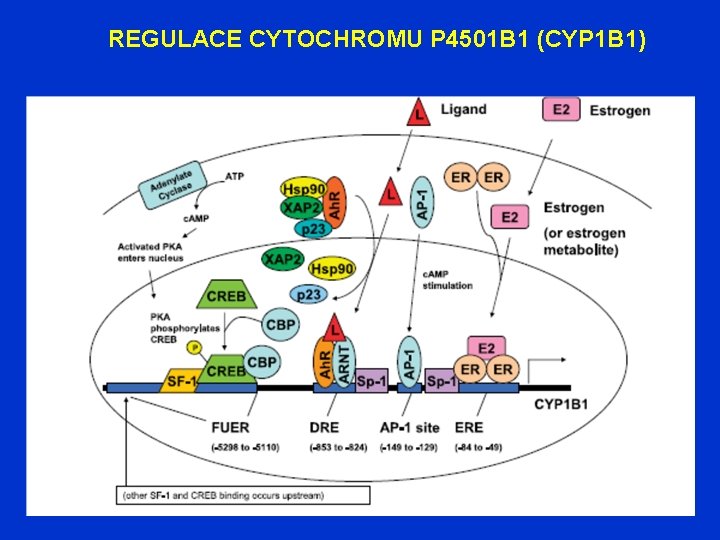 REGULACE CYTOCHROMU P 4501 B 1 (CYP 1 B 1) 