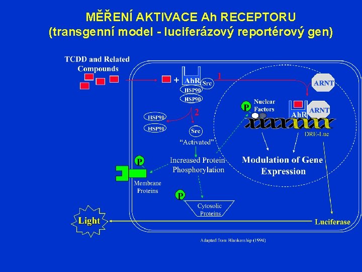 MĚŘENÍ AKTIVACE Ah RECEPTORU (transgenní model - luciferázový reportérový gen) 