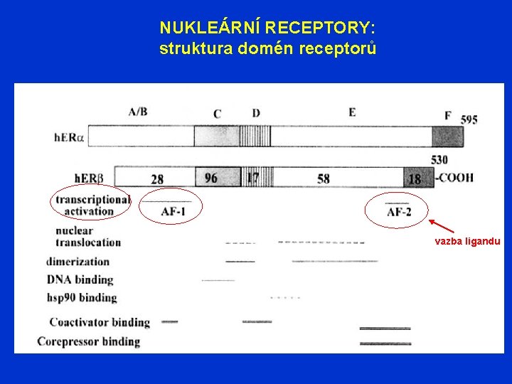 NUKLEÁRNÍ RECEPTORY: struktura domén receptorů vazba ligandu 