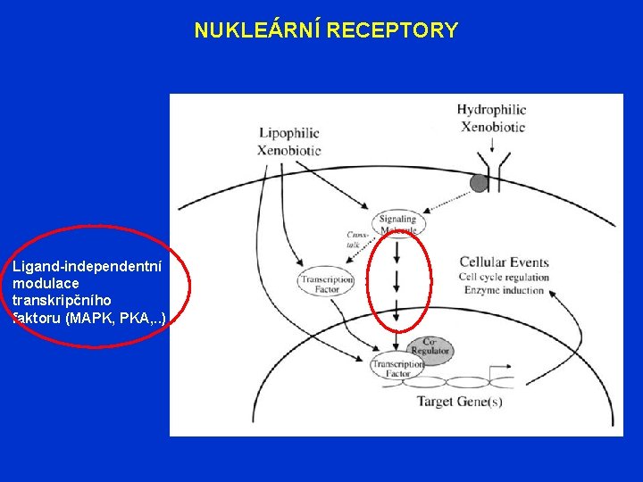 NUKLEÁRNÍ RECEPTORY Ligand-independentní modulace transkripčního faktoru (MAPK, PKA, . . ) 