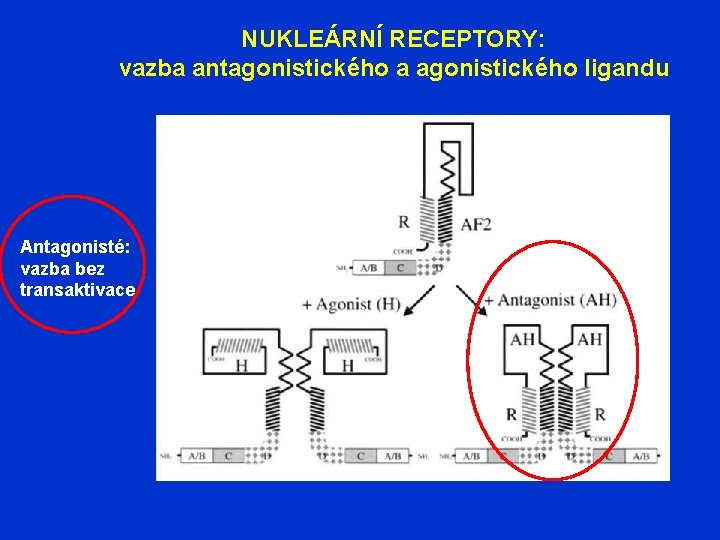 NUKLEÁRNÍ RECEPTORY: vazba antagonistického a agonistického ligandu Antagonisté: vazba bez transaktivace 