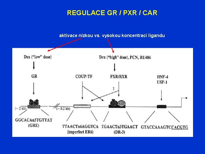 REGULACE GR / PXR / CAR aktivace nízkou vs. vysokou koncentrací ligandu 