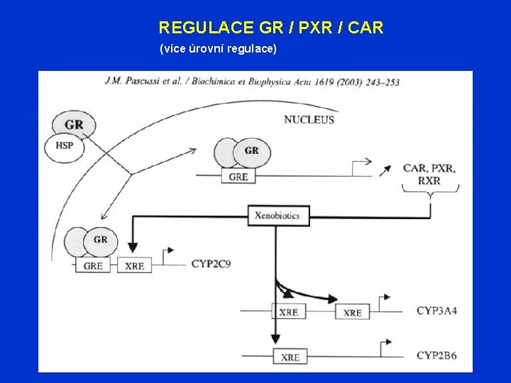 REGULACE GR / PXR / CAR (více úrovní regulace) 