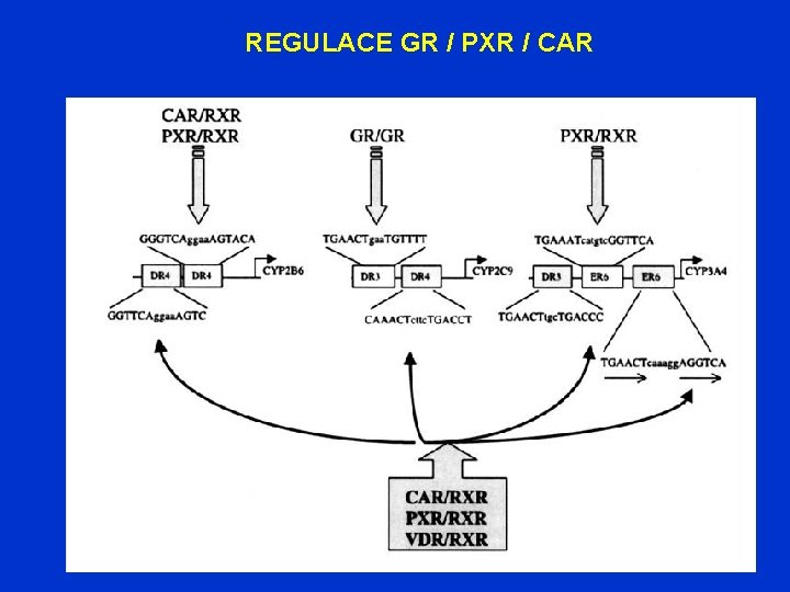 REGULACE GR / PXR / CAR 