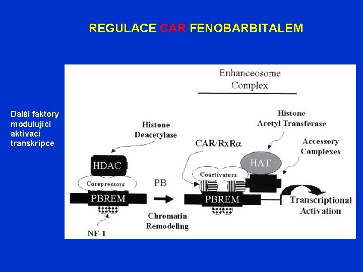 REGULACE CAR FENOBARBITALEM Další faktory modulující aktivaci transkripce 