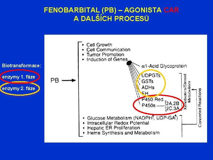 FENOBARBITAL (PB) – AGONISTA CAR A DALŠÍCH PROCESŮ Biotransformace: enzymy 1. fáze enzymy 2.