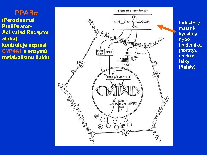 PPARa (Peroxisomal Proliferator. Activated Receptor alpha) kontroluje expresi CYP 4 A 1 a enzymů
