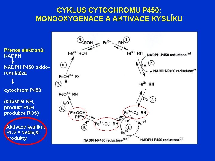 CYKLUS CYTOCHROMU P 450: MONOOXYGENACE A AKTIVACE KYSLÍKU Přenos elektronů: NADPH: P 450 oxidoreduktáza