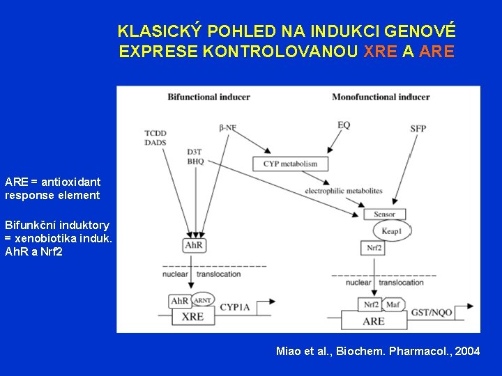 KLASICKÝ POHLED NA INDUKCI GENOVÉ EXPRESE KONTROLOVANOU XRE A ARE = antioxidant response element