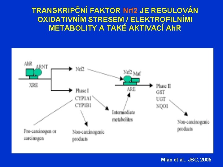 TRANSKRIPČNÍ FAKTOR Nrf 2 JE REGULOVÁN OXIDATIVNÍM STRESEM / ELEKTROFILNÍMI METABOLITY A TAKÉ AKTIVACÍ