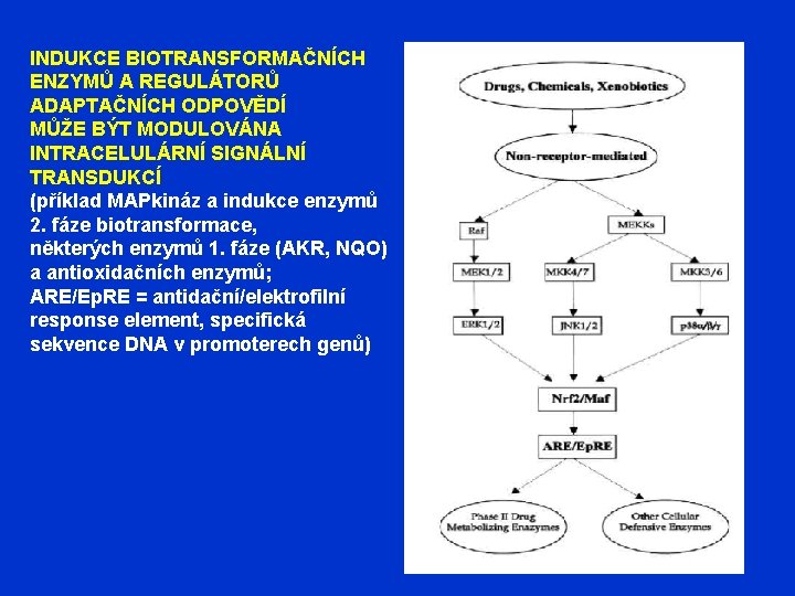 INDUKCE BIOTRANSFORMAČNÍCH ENZYMŮ A REGULÁTORŮ ADAPTAČNÍCH ODPOVĚDÍ MŮŽE BÝT MODULOVÁNA INTRACELULÁRNÍ SIGNÁLNÍ TRANSDUKCÍ (příklad