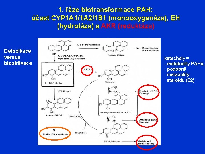 1. fáze biotransformace PAH: účast CYP 1 A 1/1 A 2/1 B 1 (monooxygenáza),