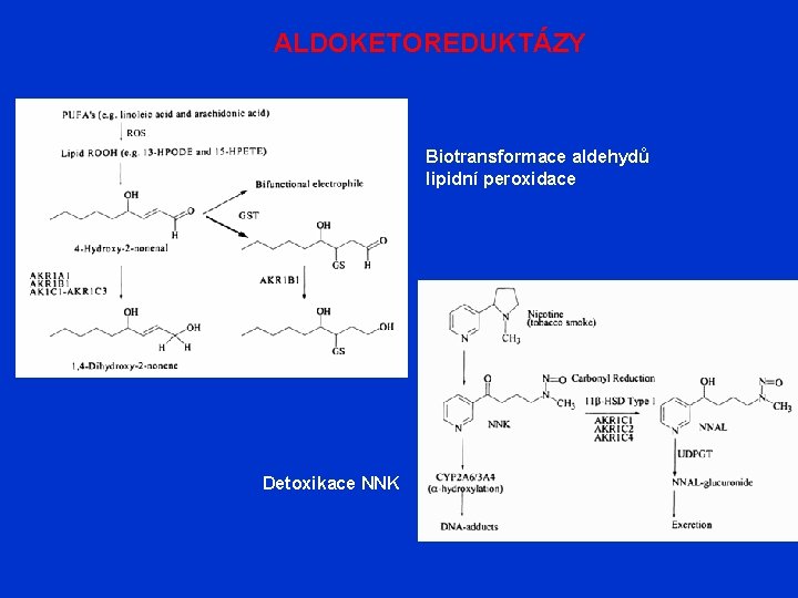 ALDOKETOREDUKTÁZY Biotransformace aldehydů lipidní peroxidace Detoxikace NNK 