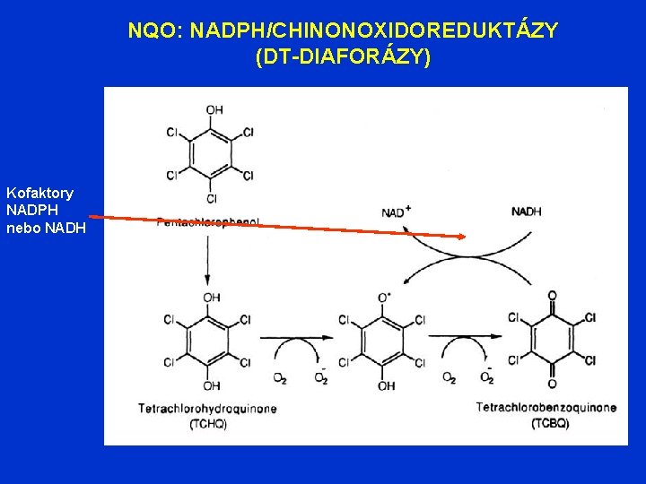 NQO: NADPH/CHINONOXIDOREDUKTÁZY (DT-DIAFORÁZY) Kofaktory NADPH nebo NADH 