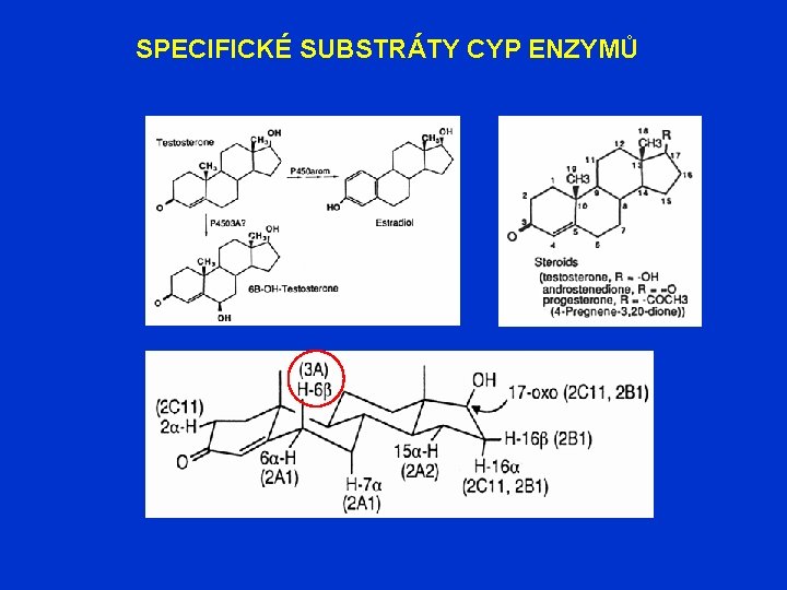 SPECIFICKÉ SUBSTRÁTY CYP ENZYMŮ 