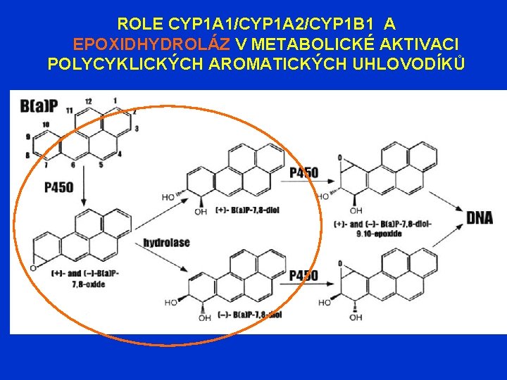 ROLE CYP 1 A 1/CYP 1 A 2/CYP 1 B 1 A EPOXIDHYDROLÁZ V