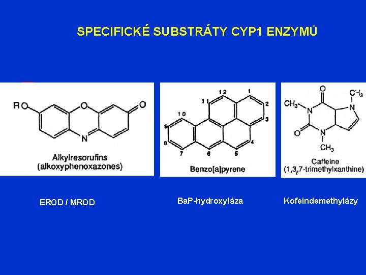 SPECIFICKÉ SUBSTRÁTY CYP 1 ENZYMŮ EROD / MROD Ba. P-hydroxyláza Kofeindemethylázy 