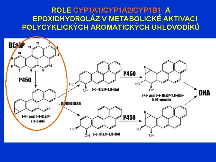 ROLE CYP 1 A 1/CYP 1 A 2/CYP 1 B 1 A EPOXIDHYDROLÁZ V