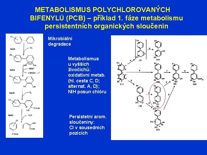 METABOLISMUS POLYCHLOROVANÝCH BIFENYLŮ (PCB) – příklad 1. fáze metabolismu persistentních organických sloučenin Mikrobiální degradace