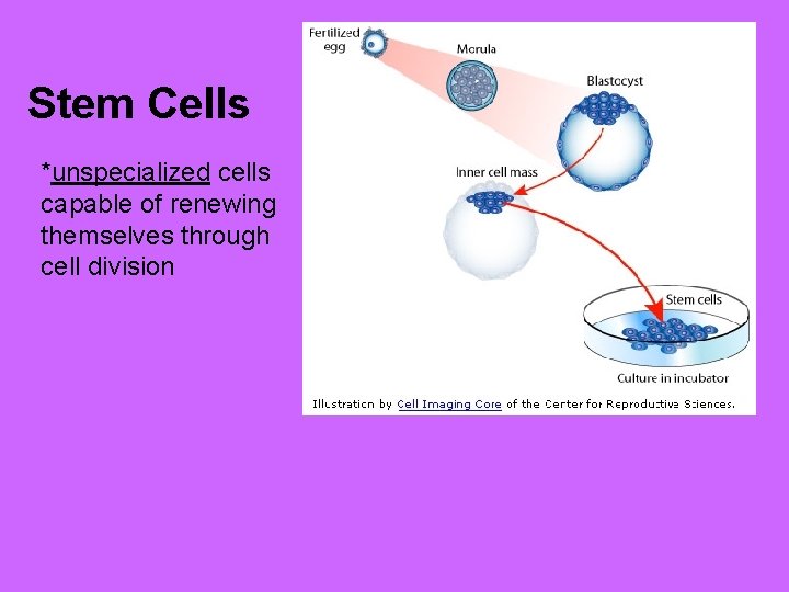 Stem Cells *unspecialized cells capable of renewing themselves through cell division 