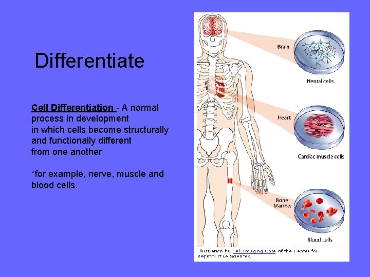 Differentiate Cell Differentiation - A normal process in development in which cells become structurally