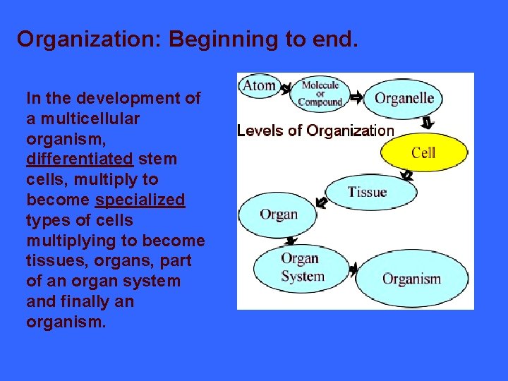 Organization: Beginning to end. In the development of a multicellular organism, differentiated stem cells,