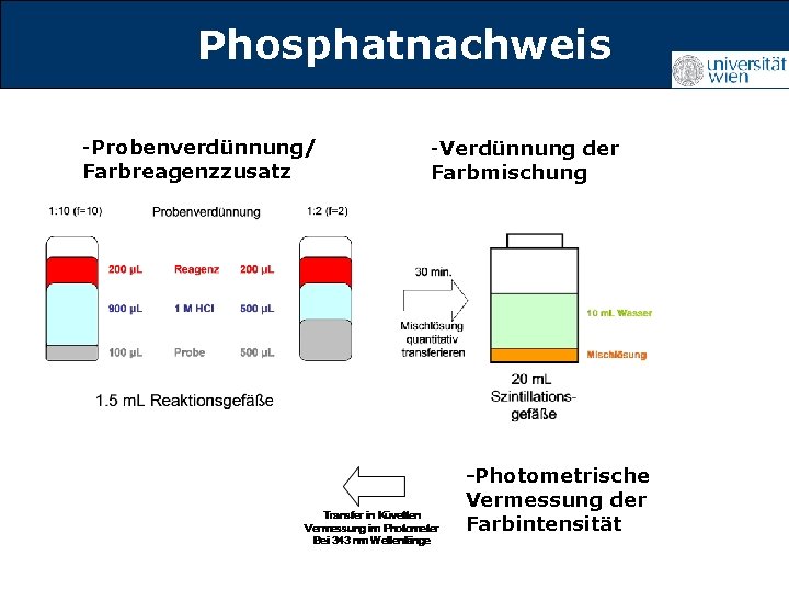 Phosphatnachweis Titelmasterformat durch Klicken -Probenverdünnung/ Farbreagenzzusatz -Verdünnung der Farbmischung -Photometrische Vermessung der Farbintensität 