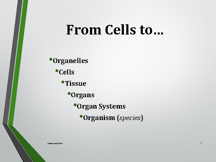 From Cells to… • Organelles • Cells • Tissue • Organs • Organ Systems