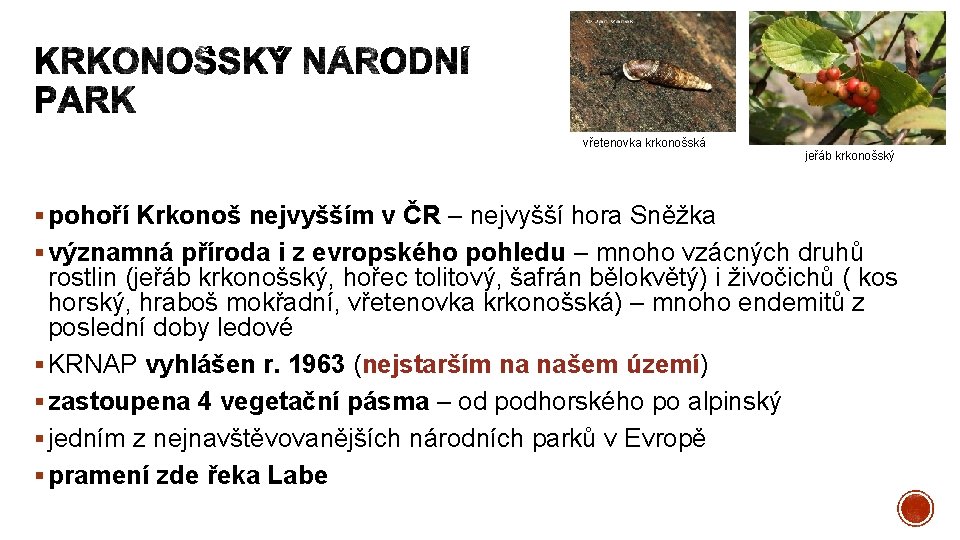 vřetenovka krkonošská jeřáb krkonošský § pohoří Krkonoš nejvyšším v ČR – nejvyšší hora Sněžka